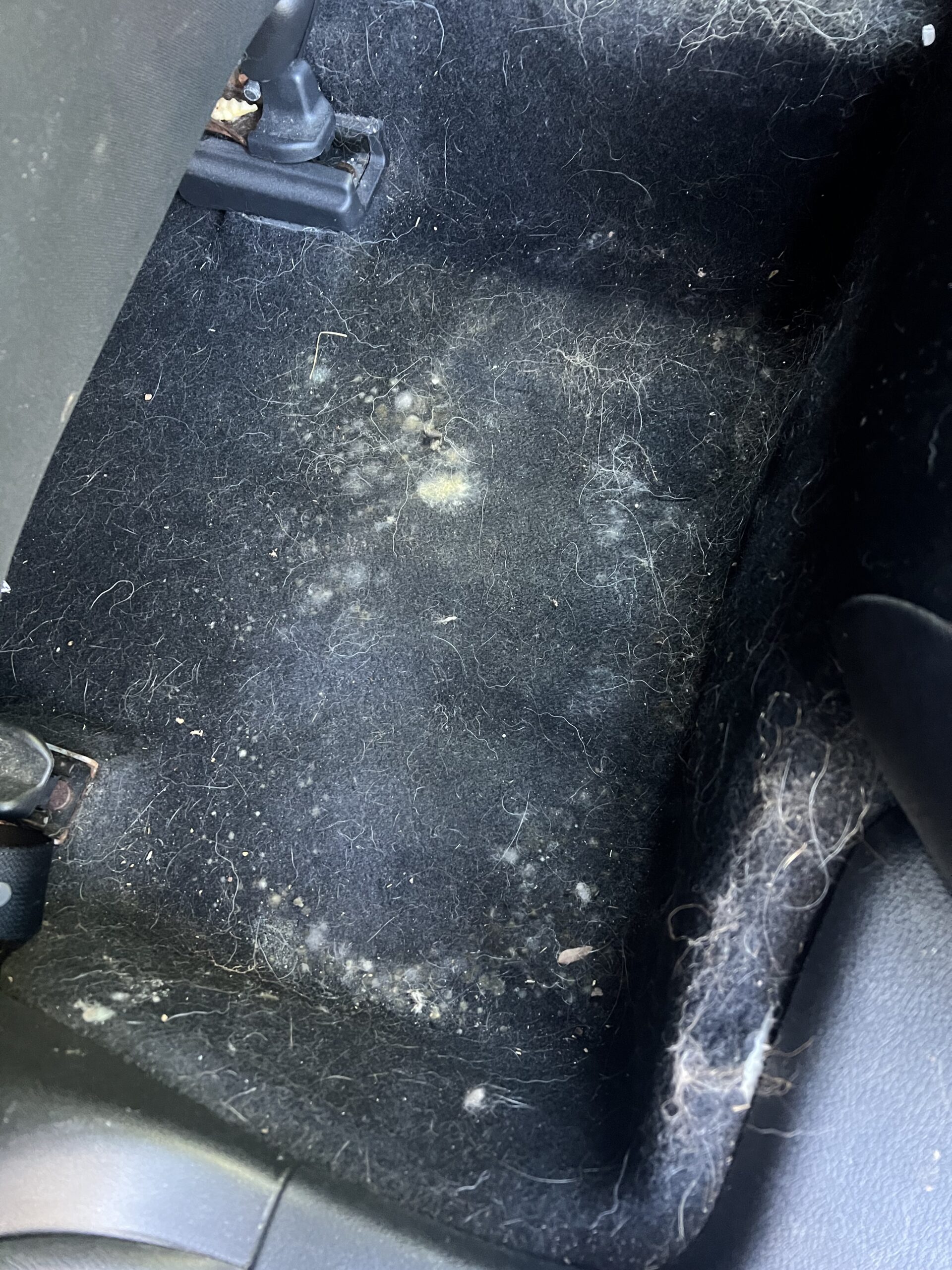 Before mold removal